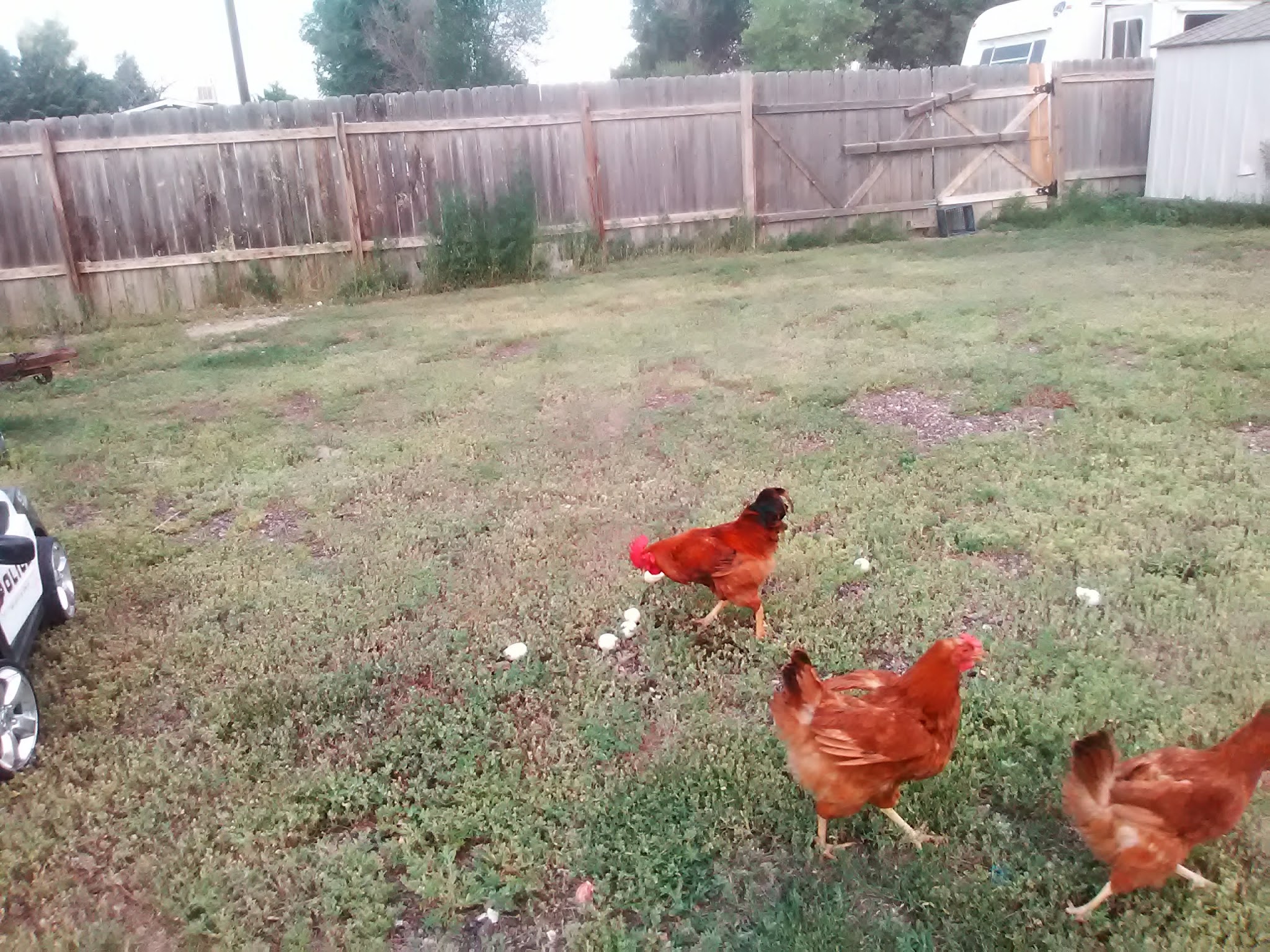 Eaton Commons Park - Eaton, CO