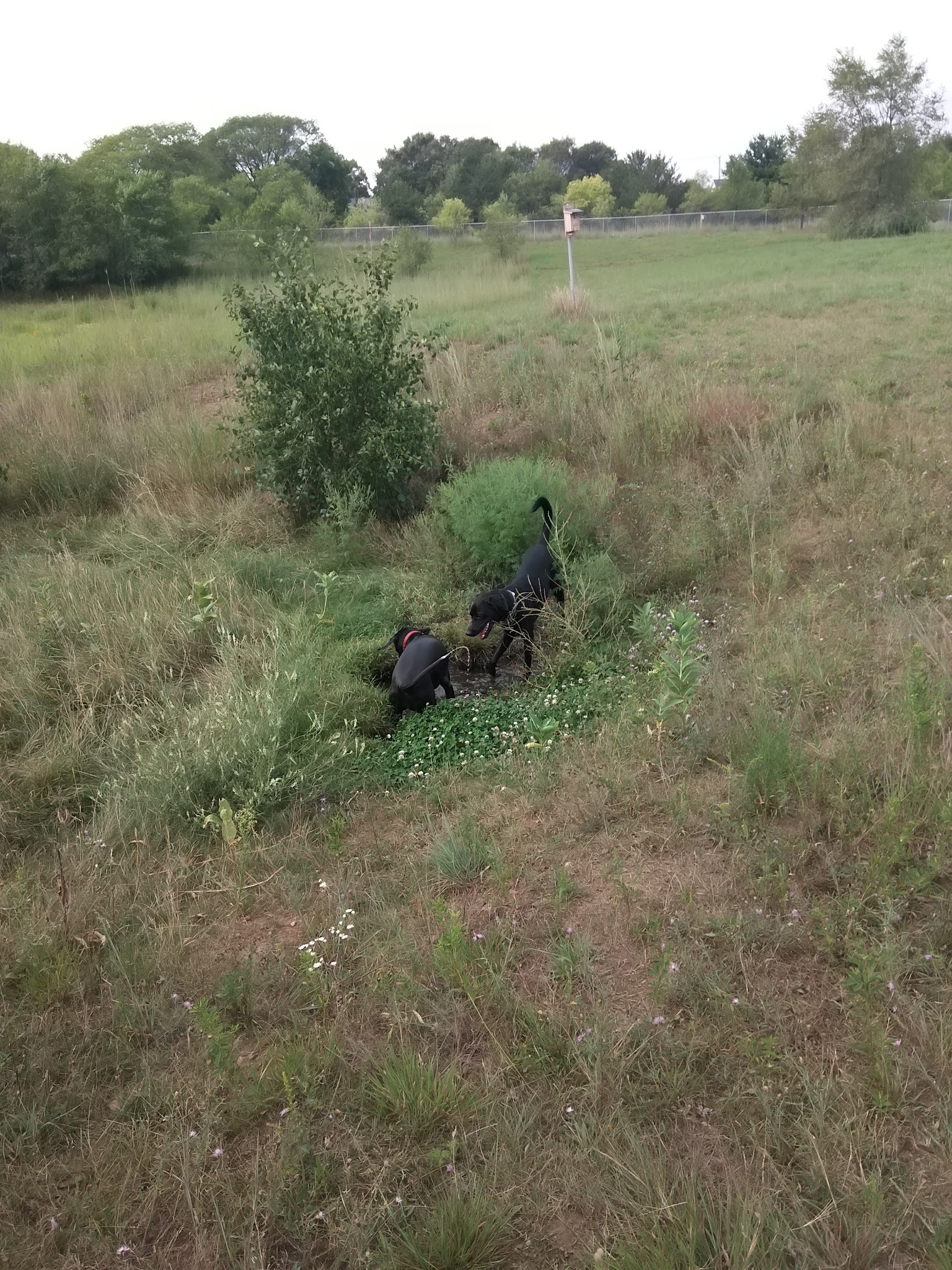 Eau Claire Off-Leash Dog Park - Eau Claire, WI