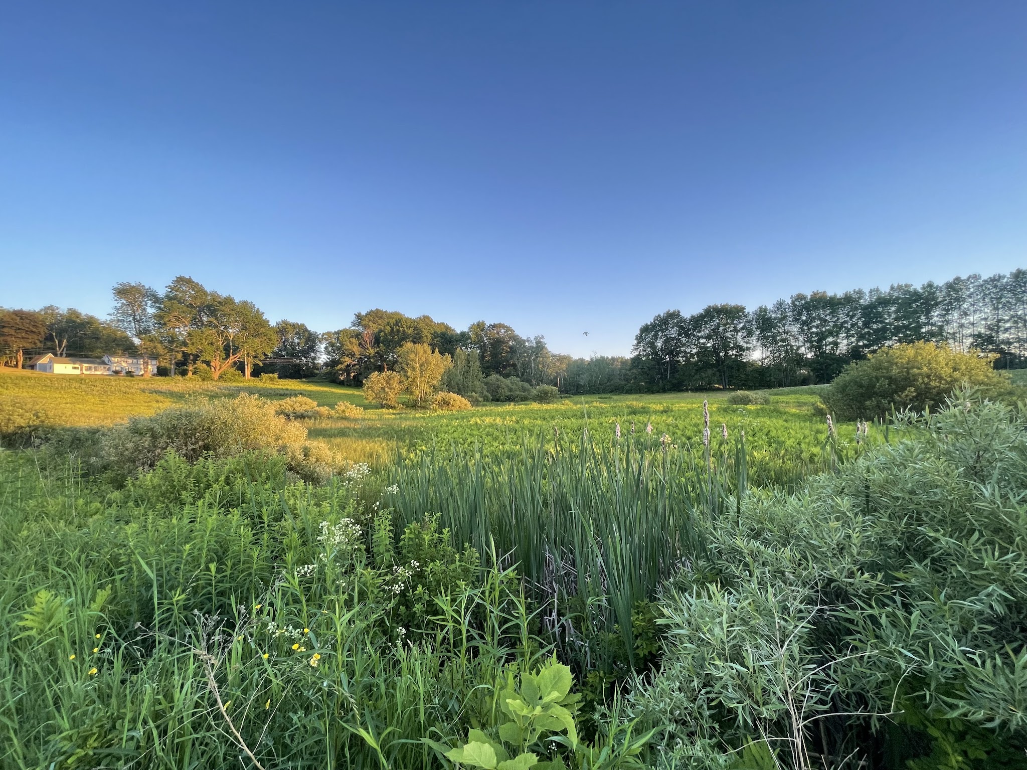 Singing Meadows Preserve - Edgecomb, ME
