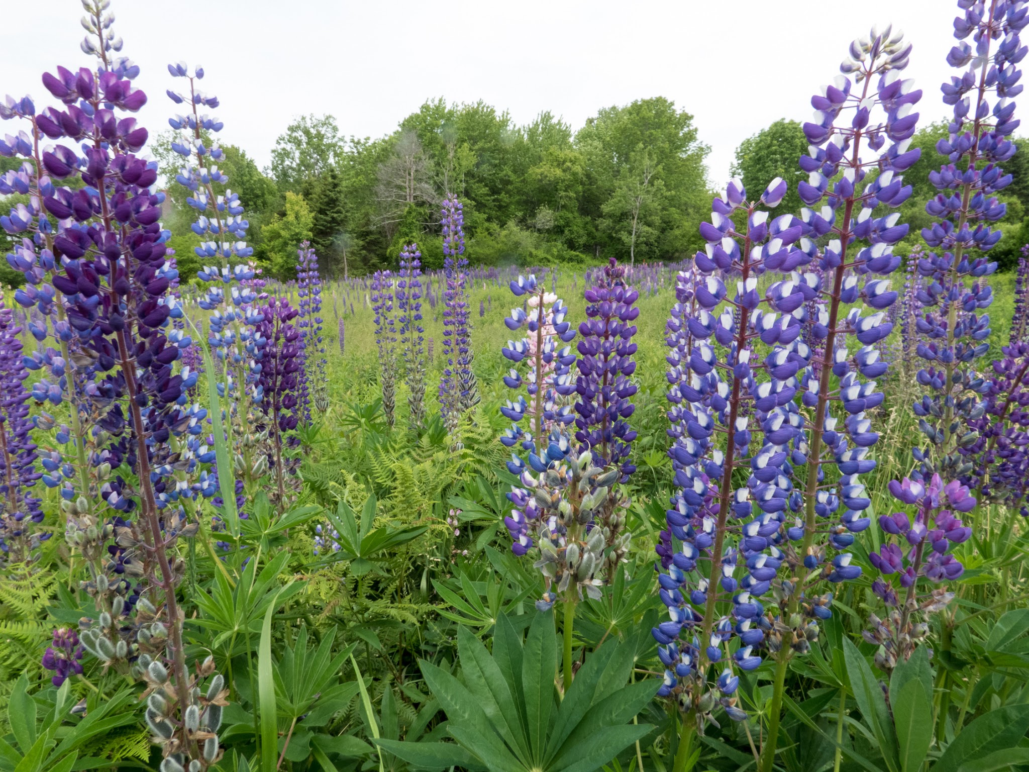 Singing Meadows Preserve - Edgecomb, ME