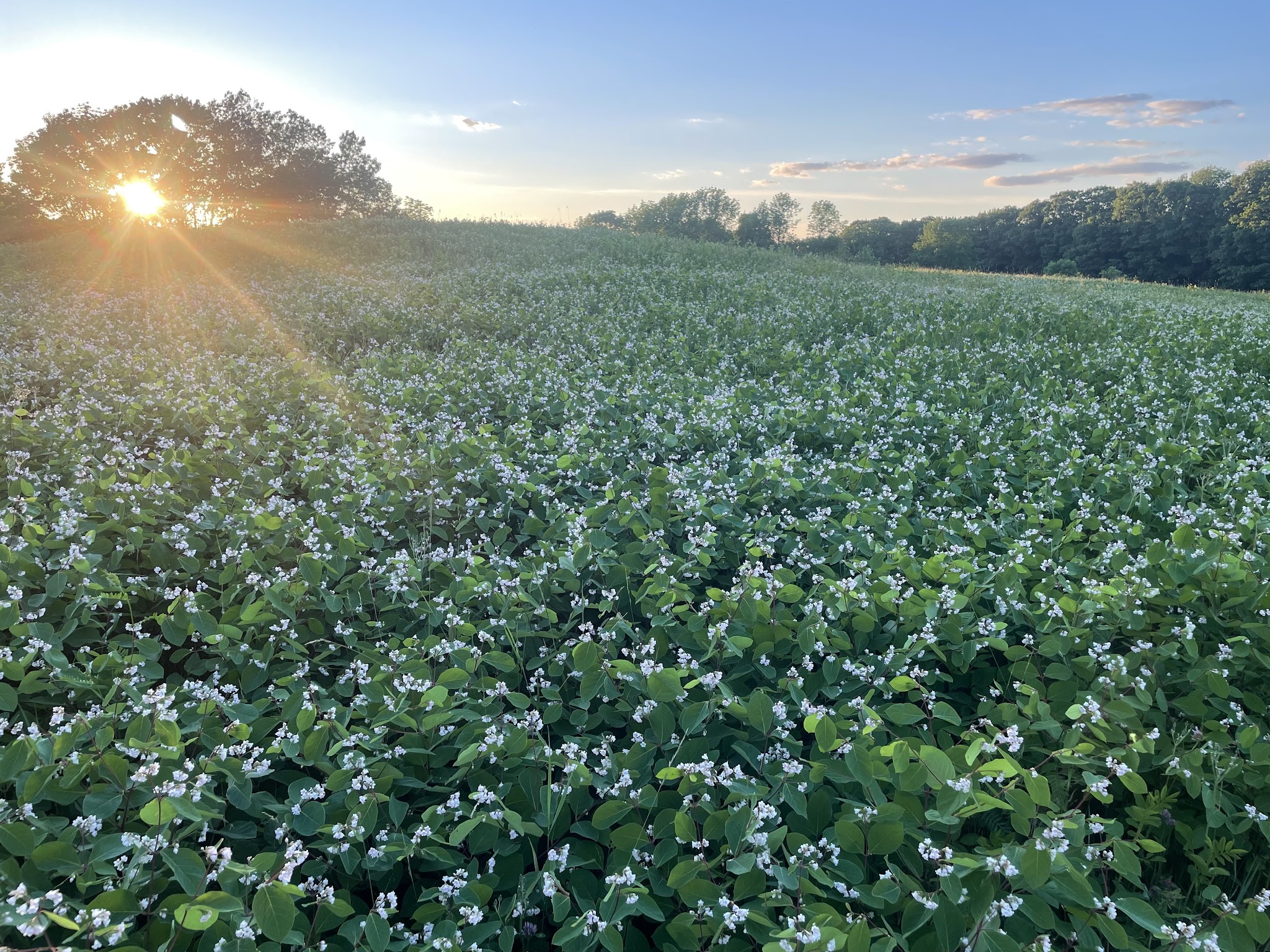 Singing Meadows Preserve - Edgecomb, ME