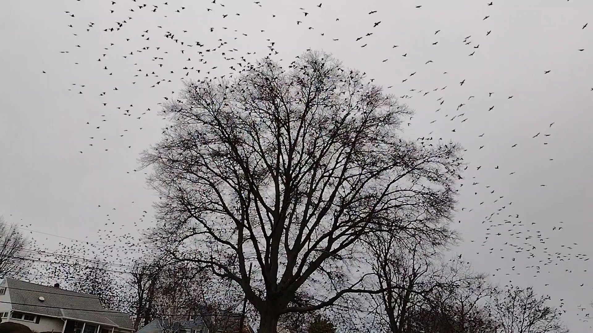Stephen J. Capestro Park - Edison, NJ