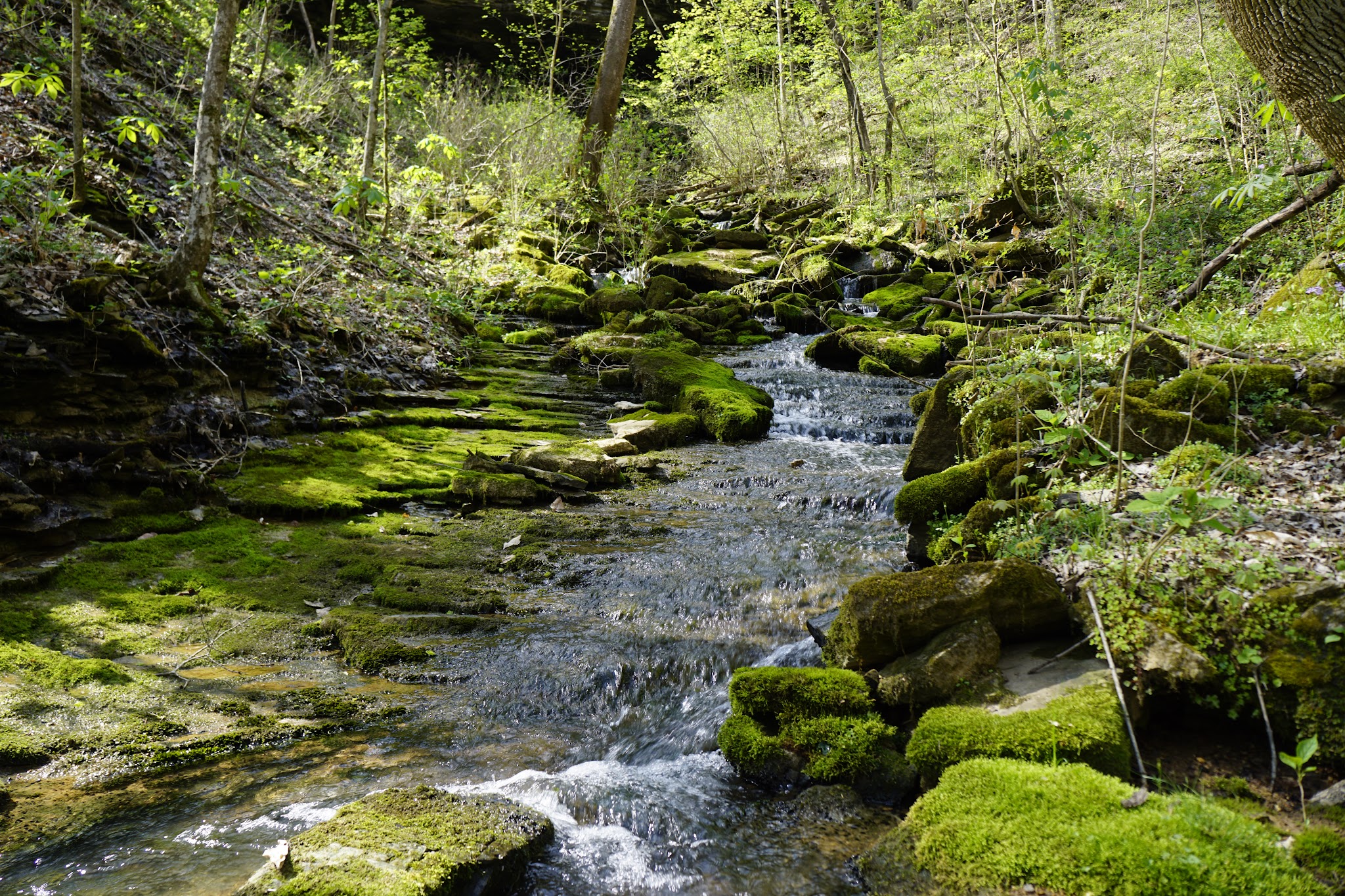 Dry Fork Gorge - Edmonton, KY
