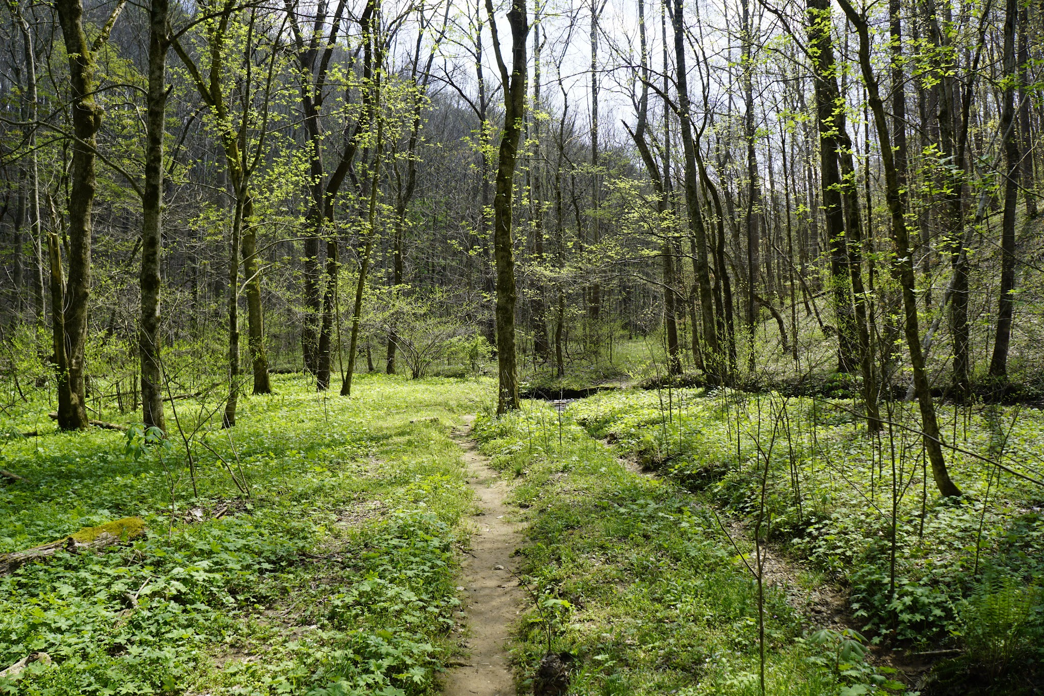 Dry Fork Gorge - Edmonton, KY