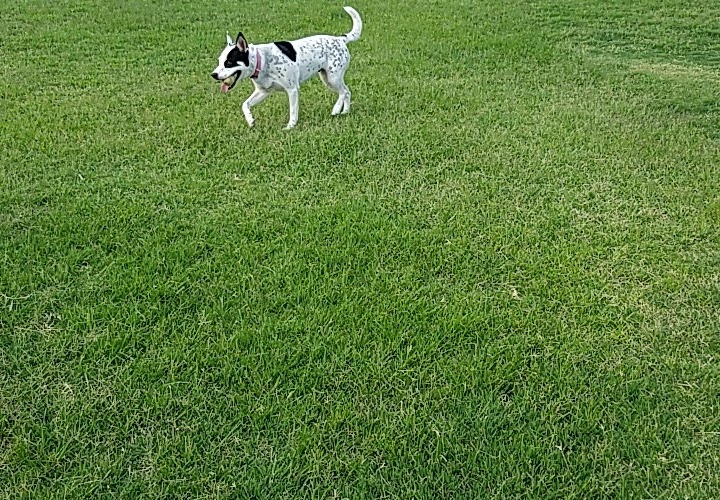 Alethea Park - El Paso, TX