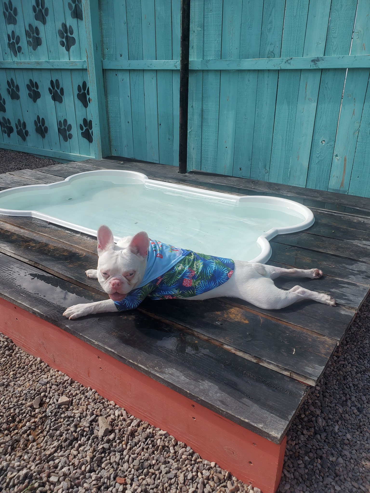 Gringo’s Bark Park - El Paso, TX