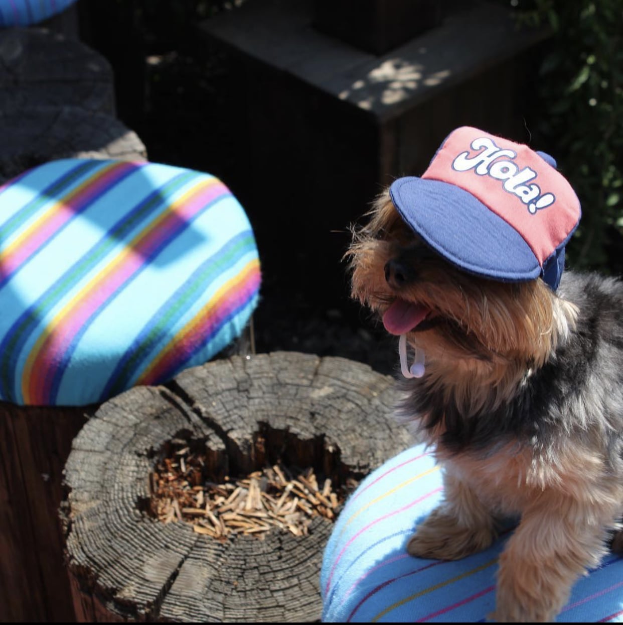 Gringo’s Bark Park - El Paso, TX