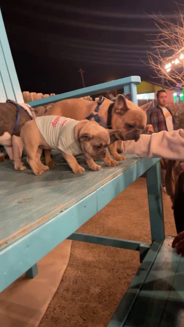 Gringo’s Bark Park - El Paso, TX