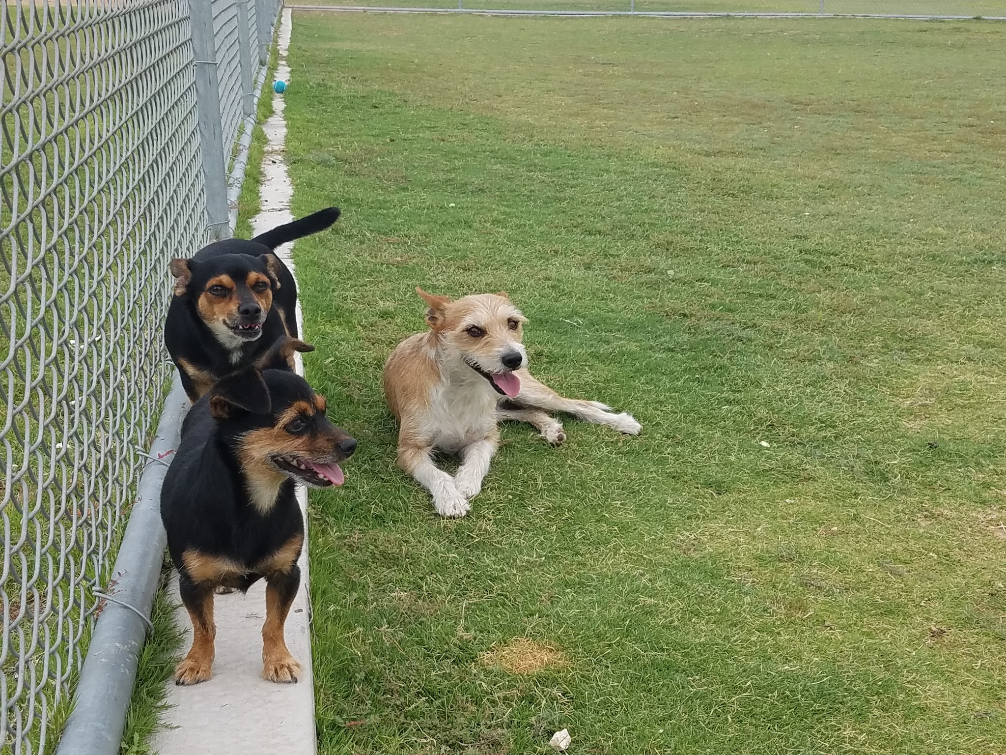 Tierra Buena Dog Park - El Paso, TX