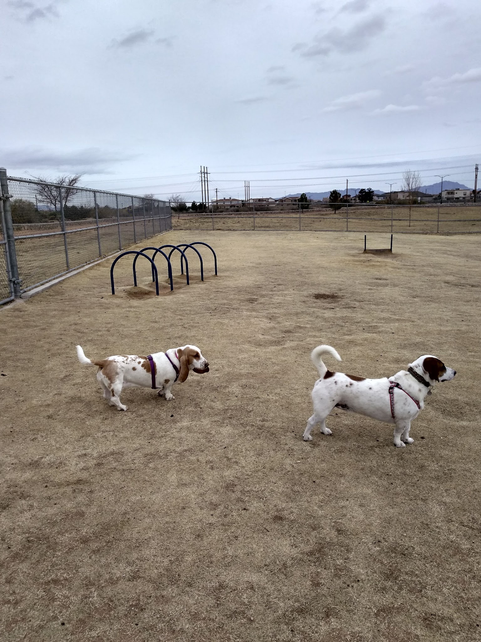 Tierra Buena Dog Park - El Paso, TX