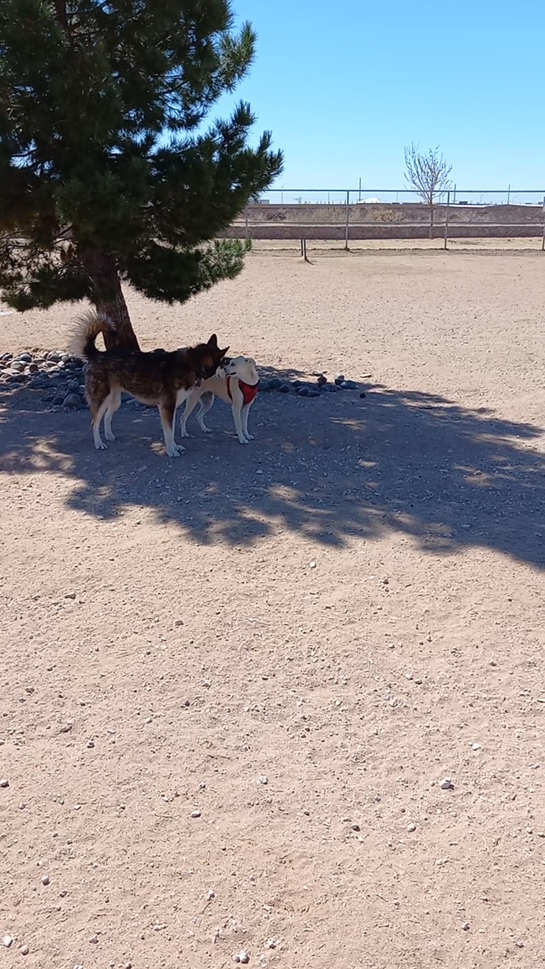 Tierra Buena Dog Park - El Paso, TX