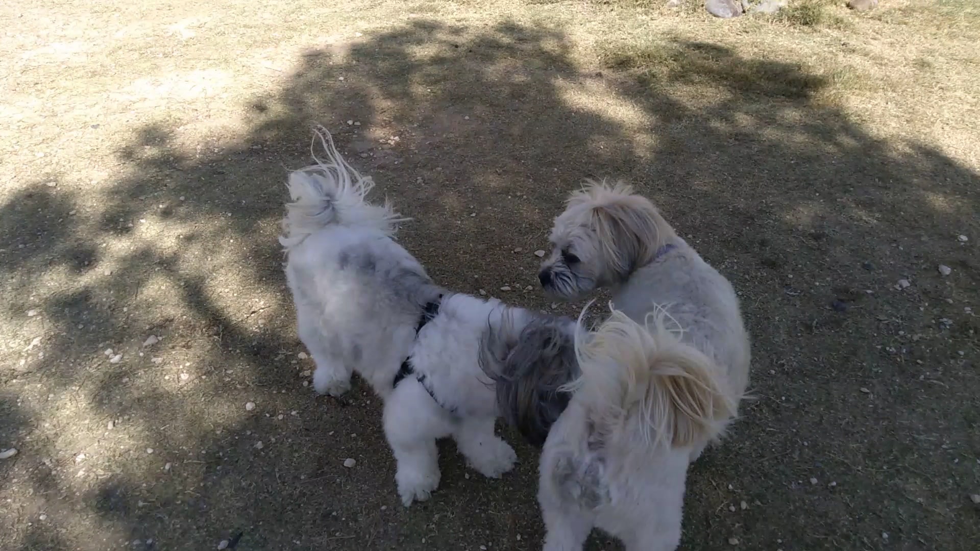 Tierra Buena Park - El Paso, TX