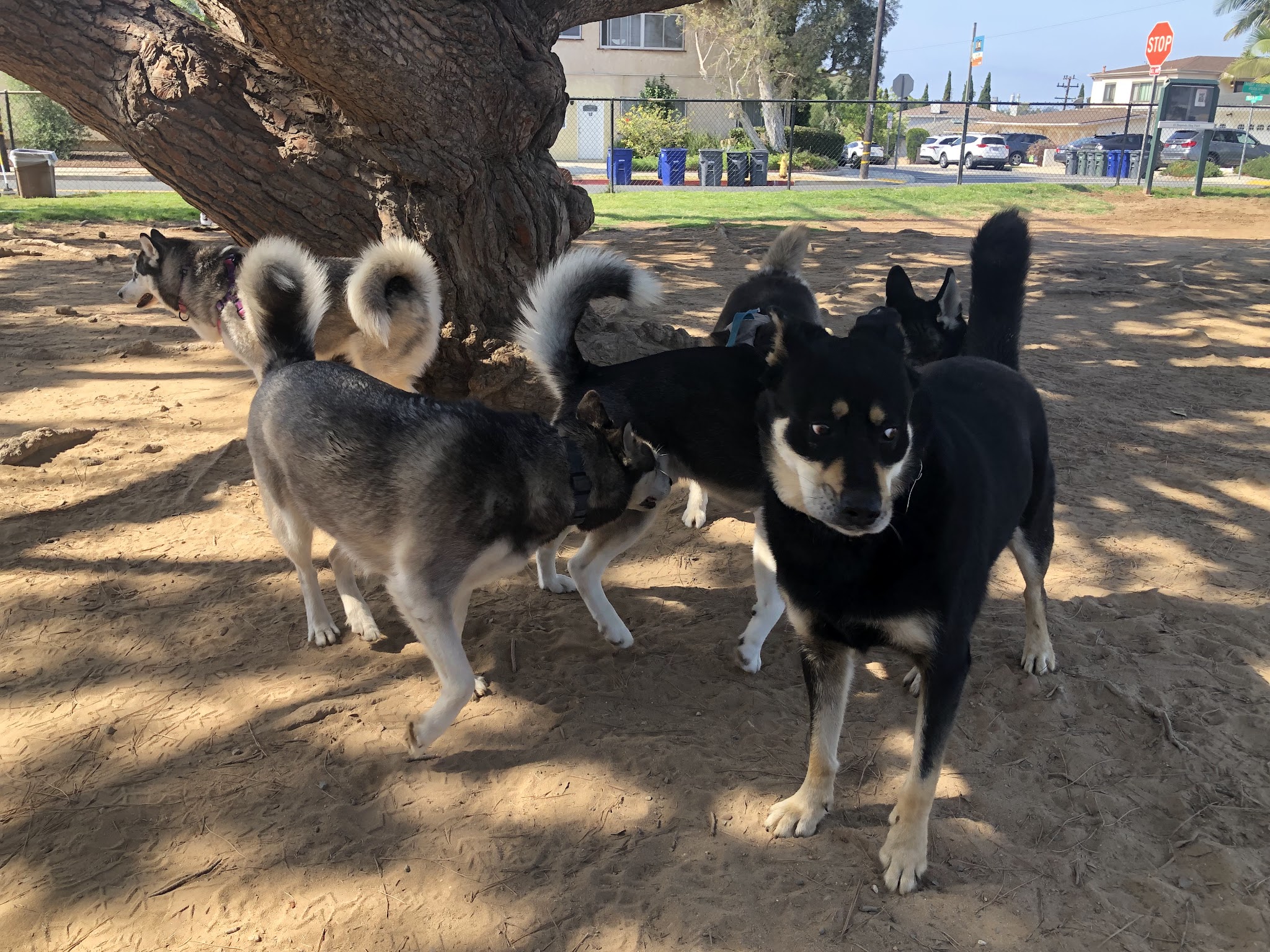 El Segundo Dog Park - El Segundo, CA