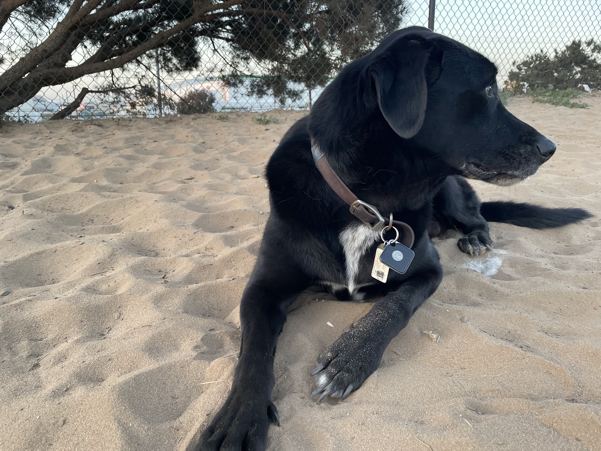 El Segundo Dog Park - El Segundo, CA