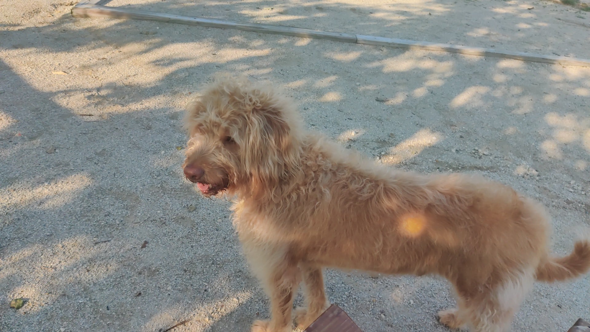 Dog Park - Elburn, IL