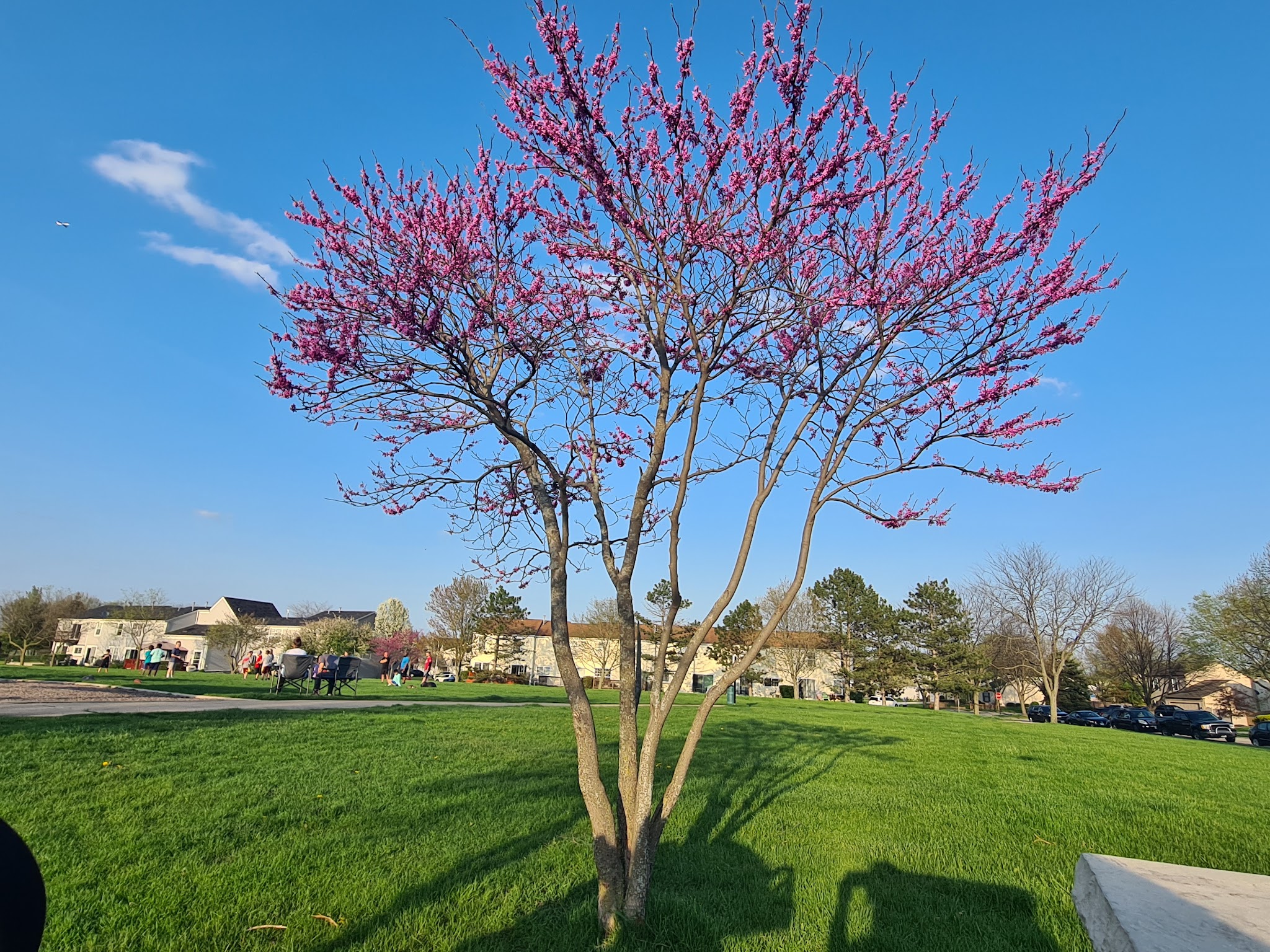 College Green Park - Elgin, IL