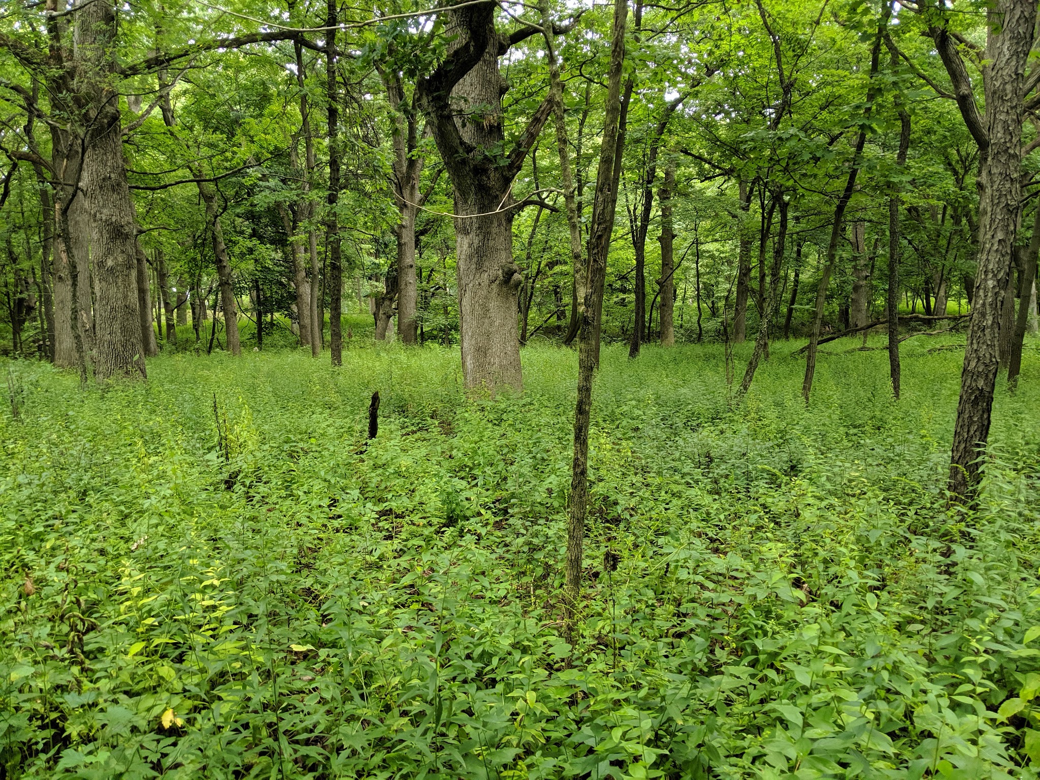 Tyler Creek Forest Preserve - Elgin, IL