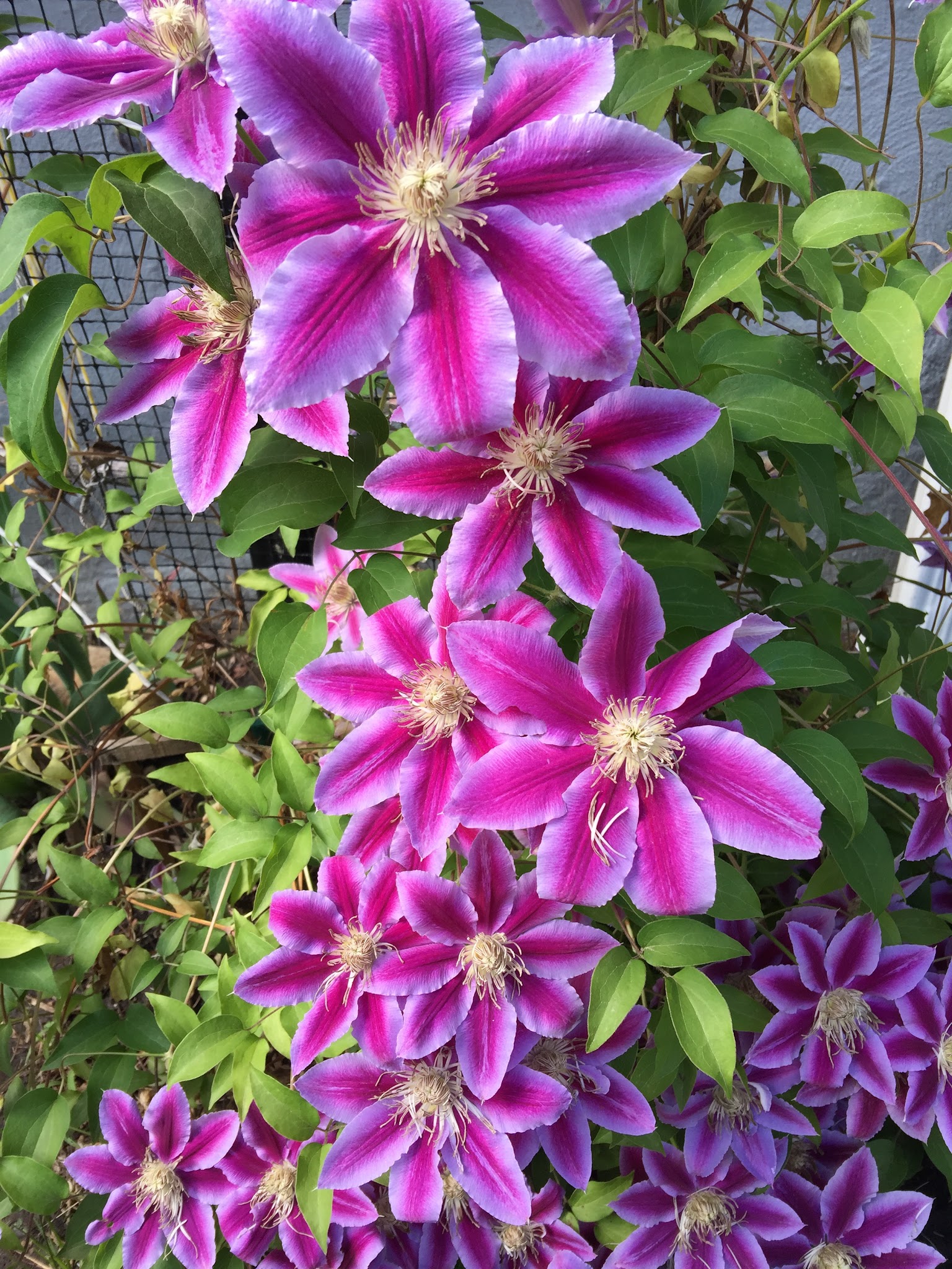 Wing Street Park - Elgin, IL