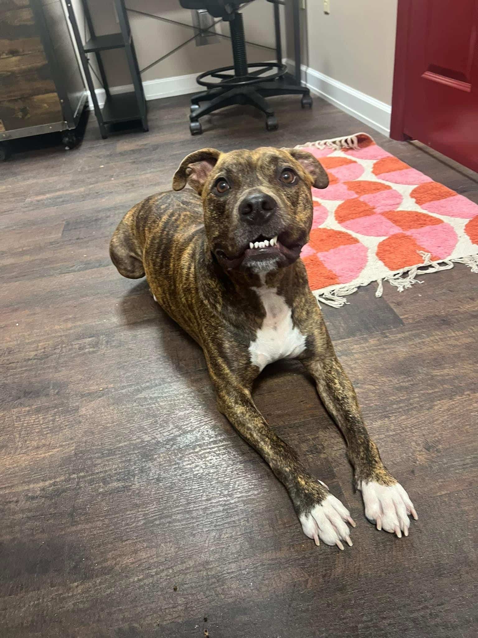 Playful Pups Retreat - Elizabethtown, PA