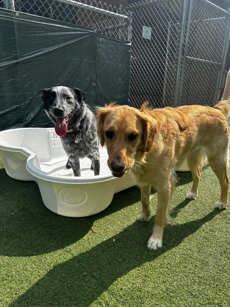 Playful Pups Retreat - Elizabethtown, PA