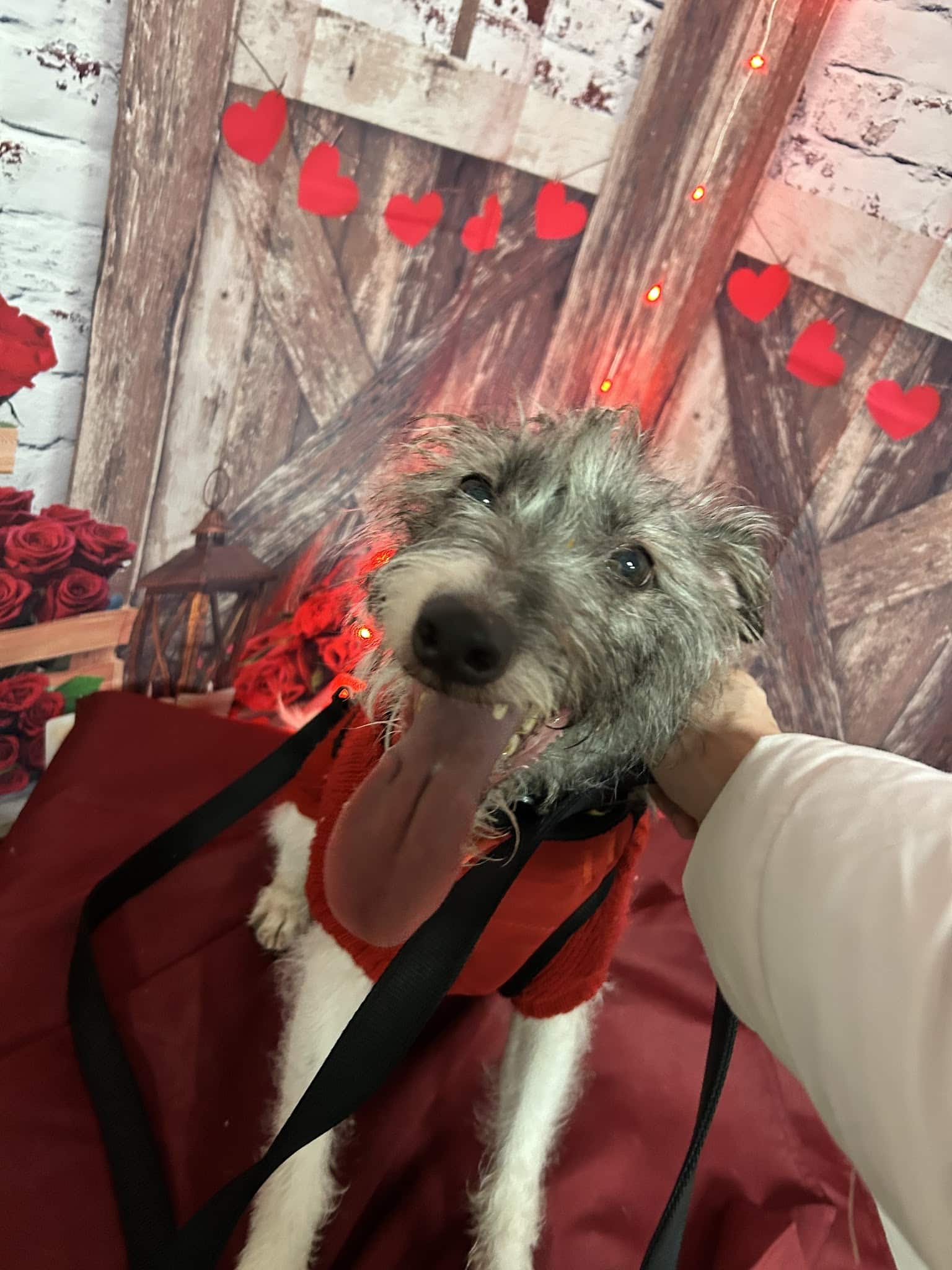 Playful Pups Retreat - Elizabethtown, PA