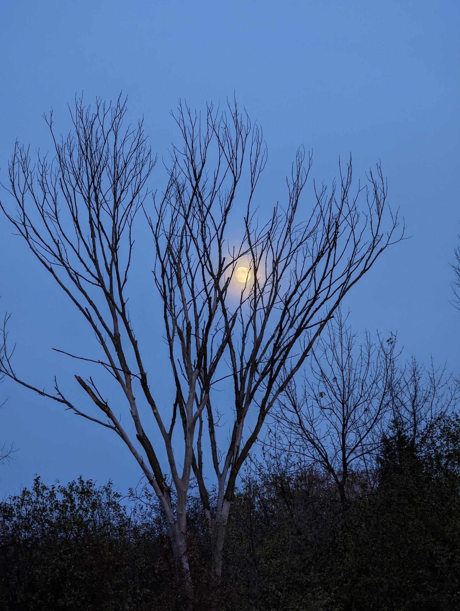 Woodland Meadows Park - Elk Grove Village, IL