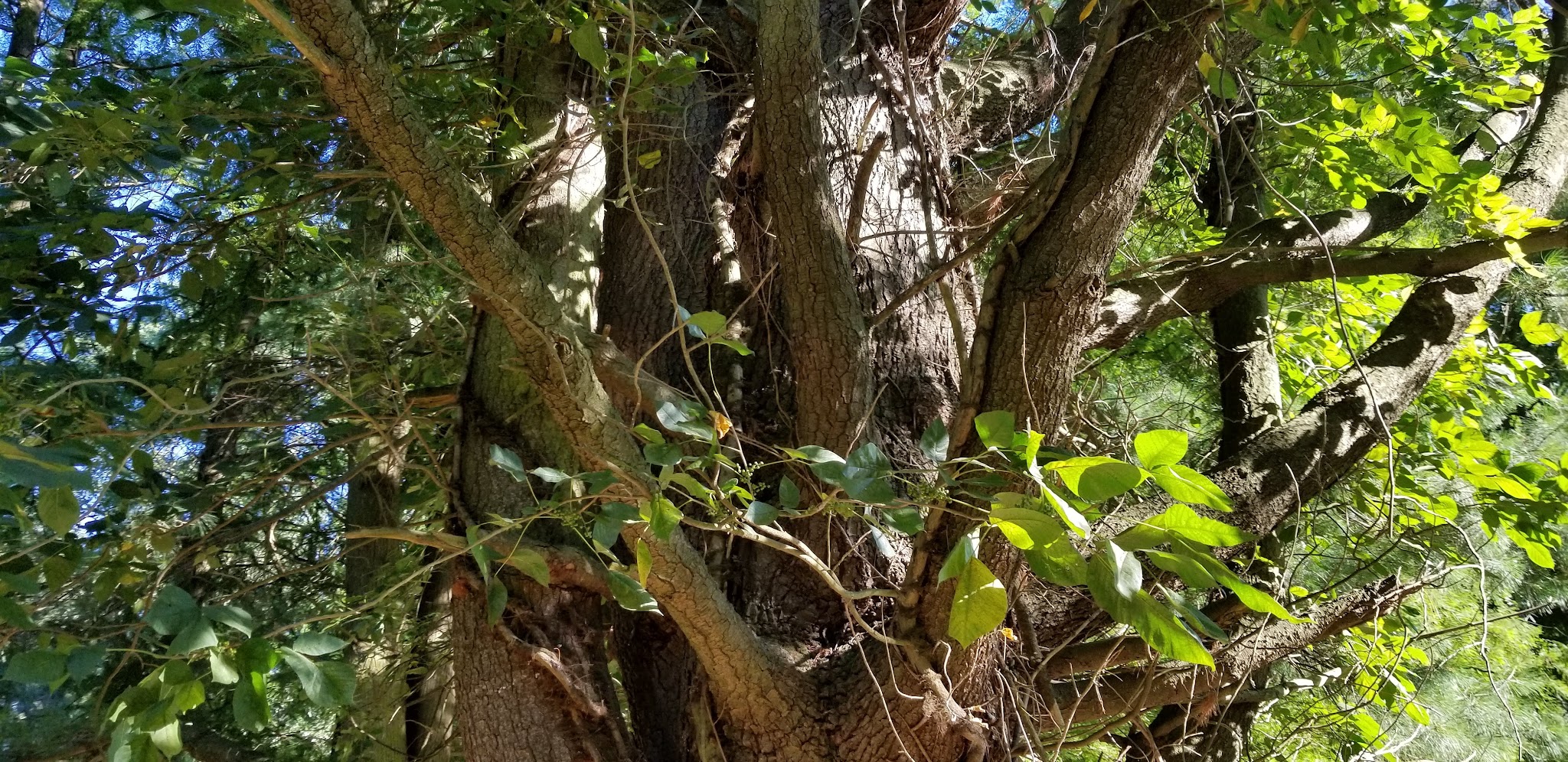 Evans McKinney Park - Elkton, MD