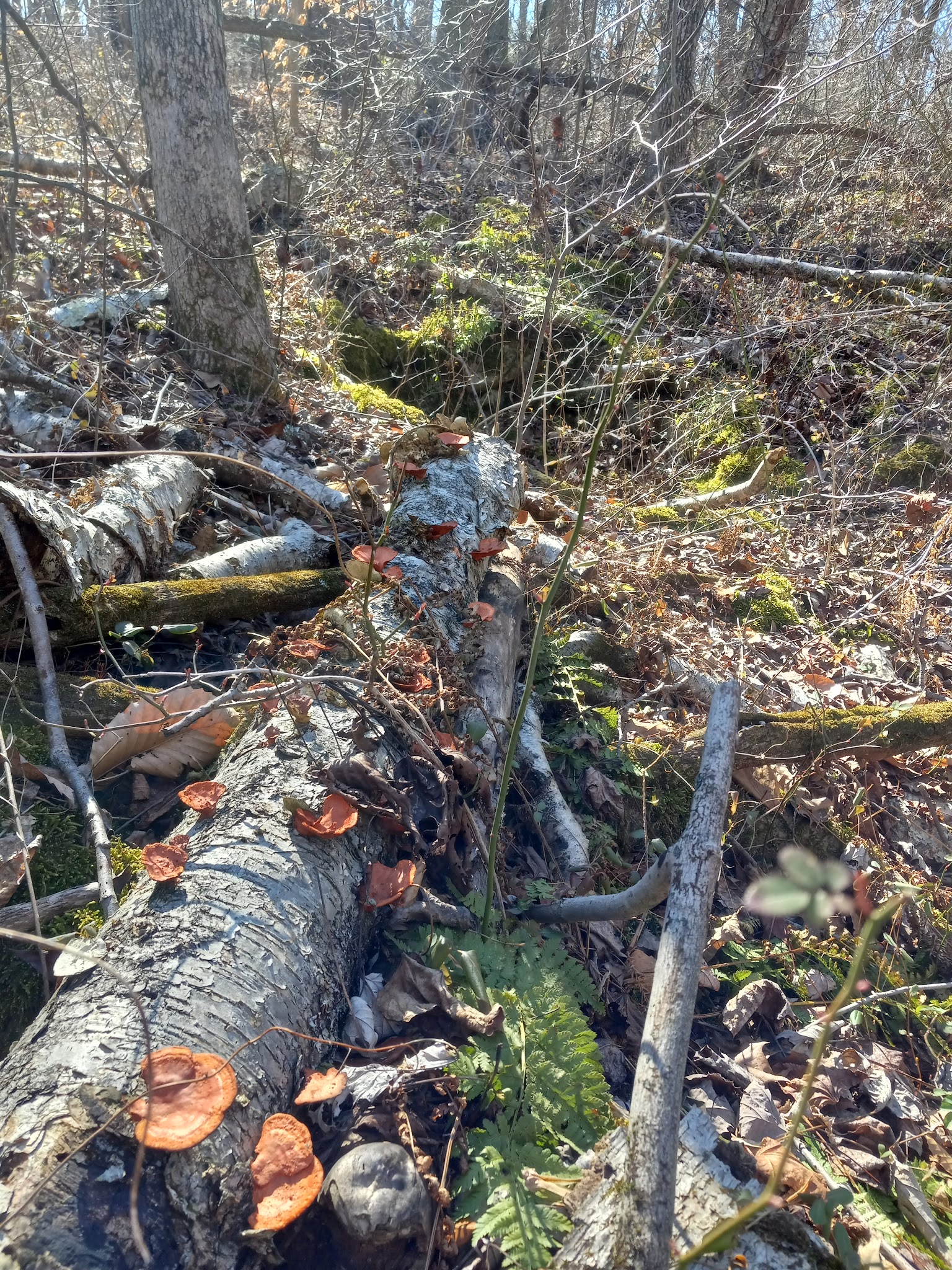 Hatchery Park - Elkton, MD