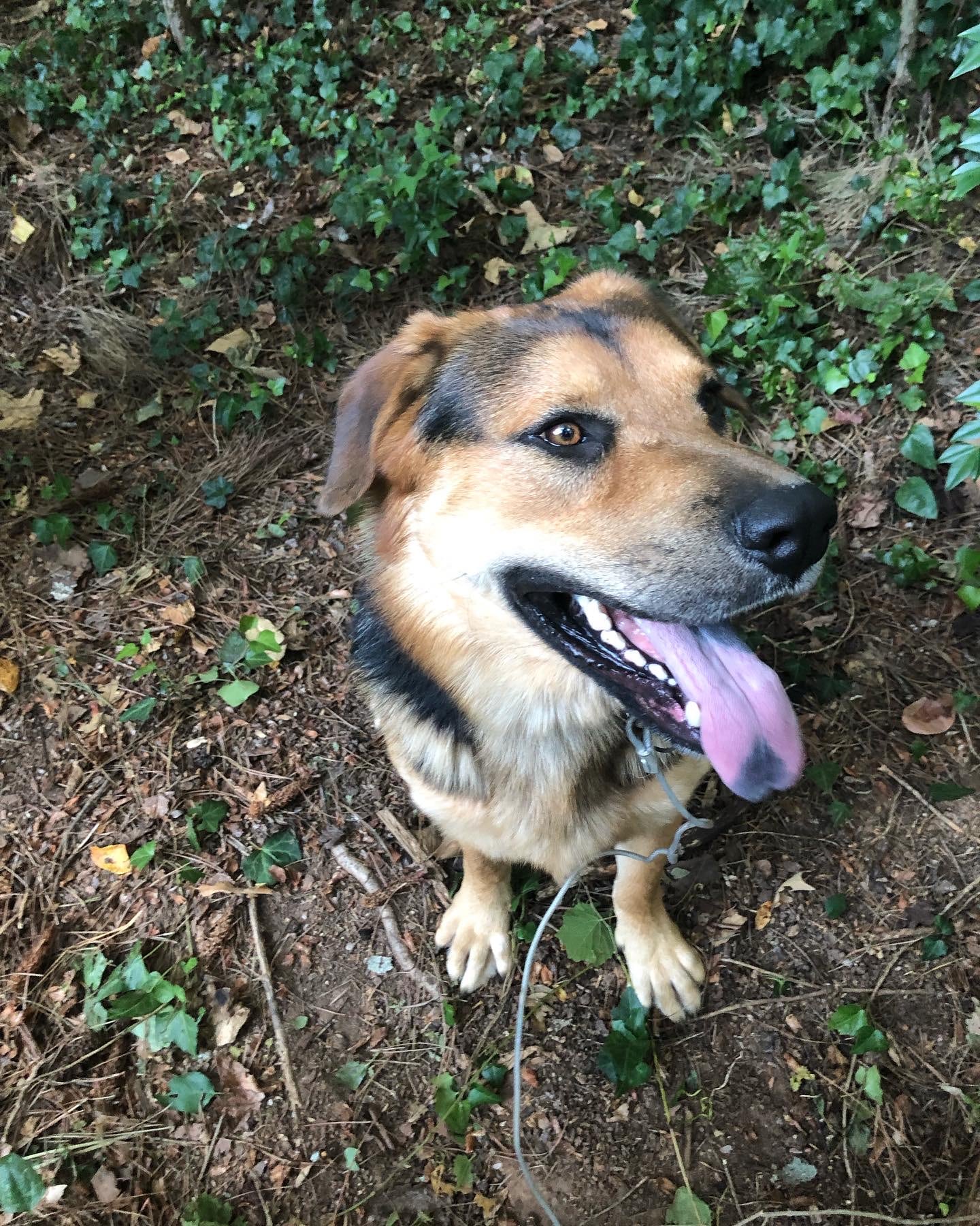 Clayton County Animal Control - Ellenwood, GA