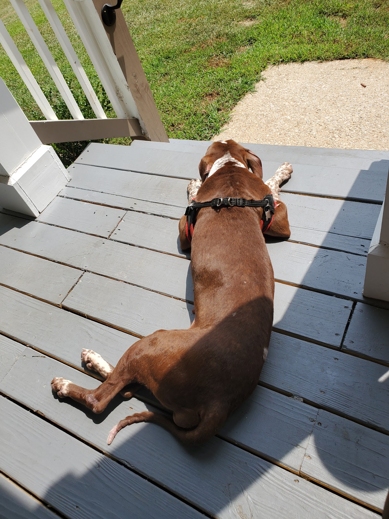 Clayton County Animal Control - Ellenwood, GA