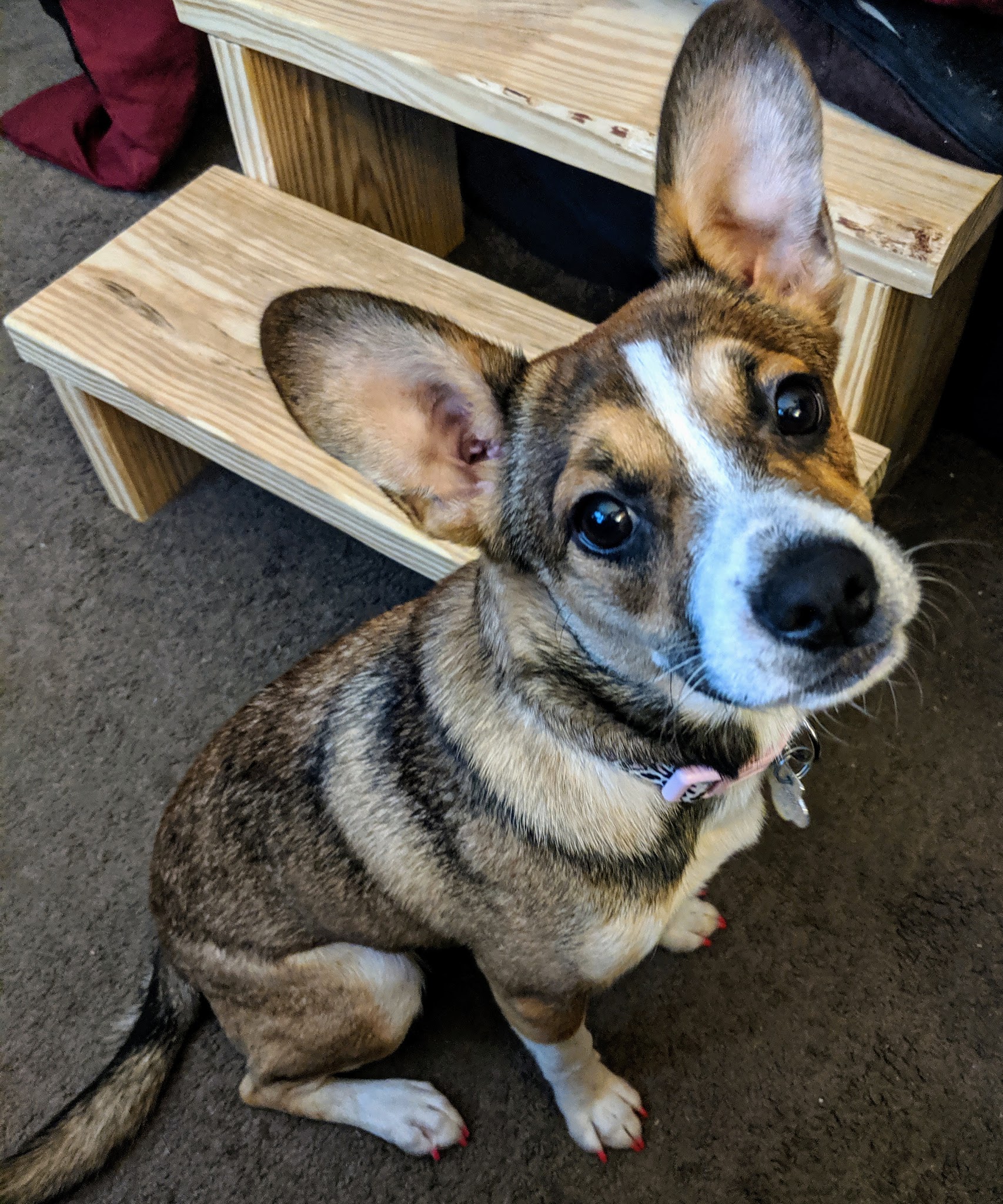 Clayton County Animal Control - Ellenwood, GA