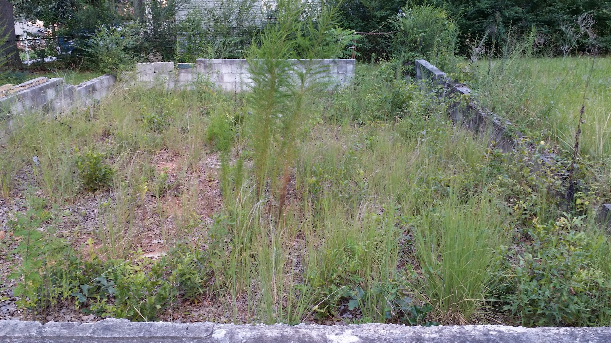 Pine Circle Park - Ellenwood, GA