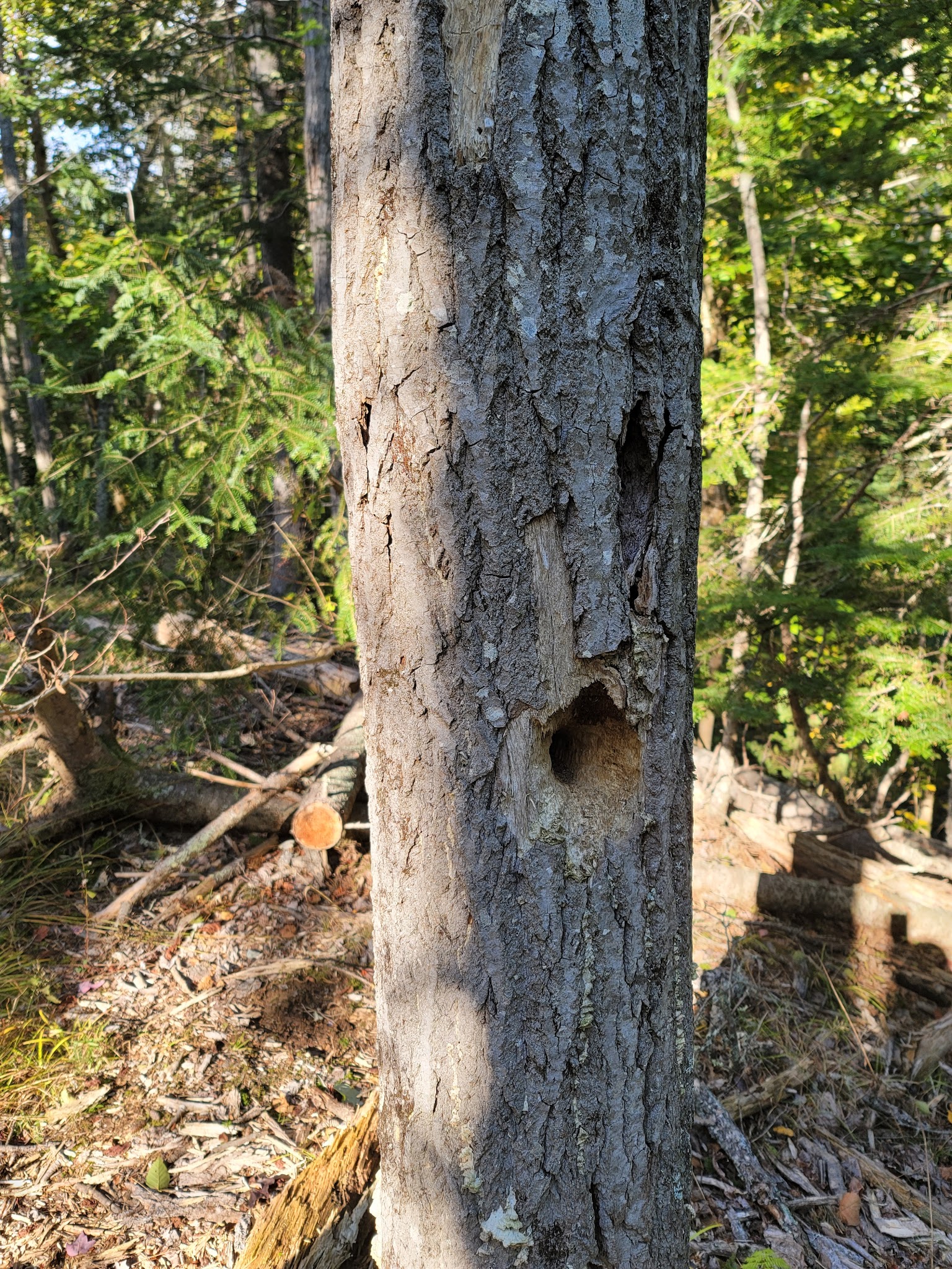 Jordan Homestead Preserve - Ellsworth, ME