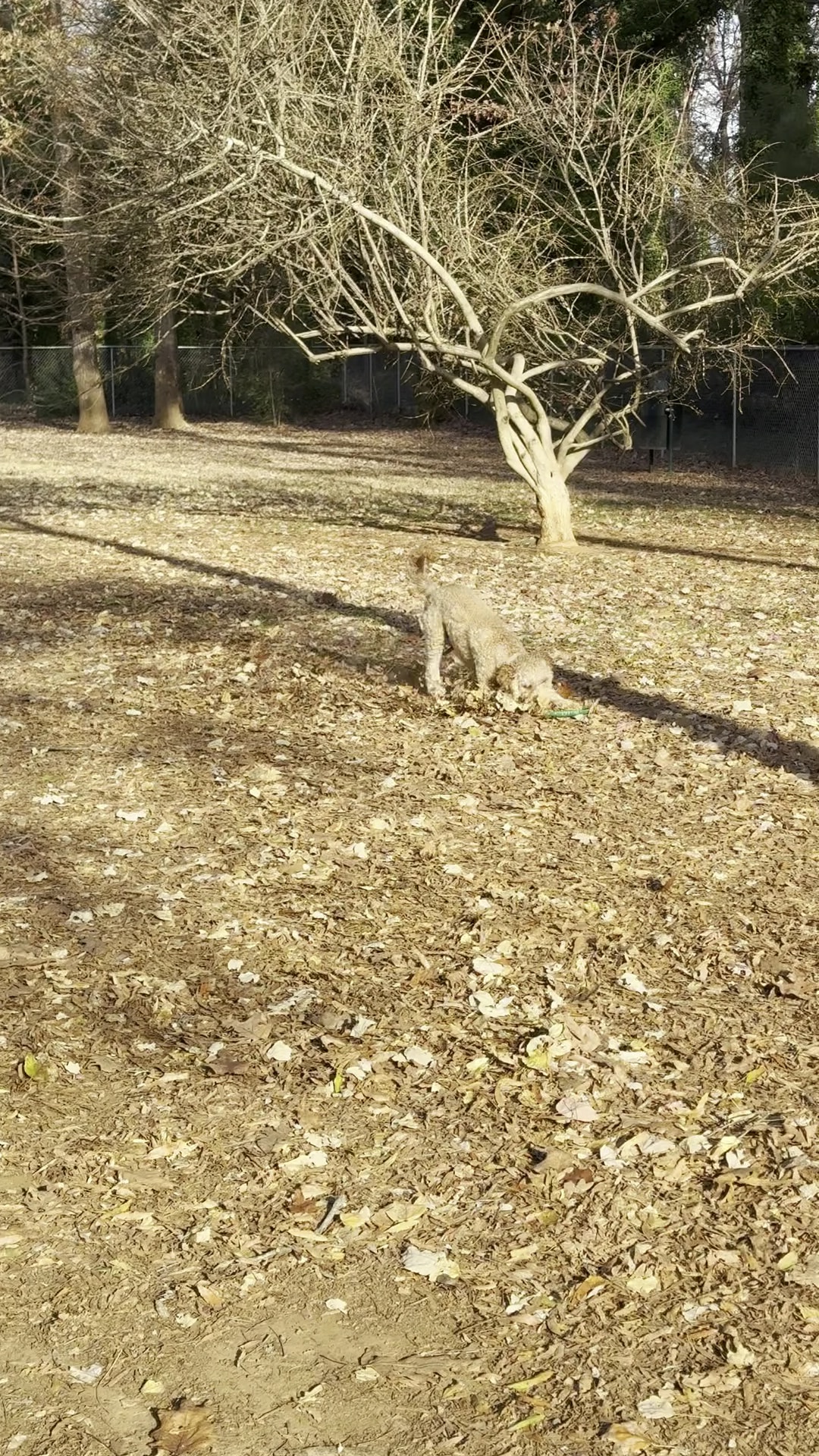 Elon Dog Park - K-9 Corner at Schmidt Park - Elon, NC