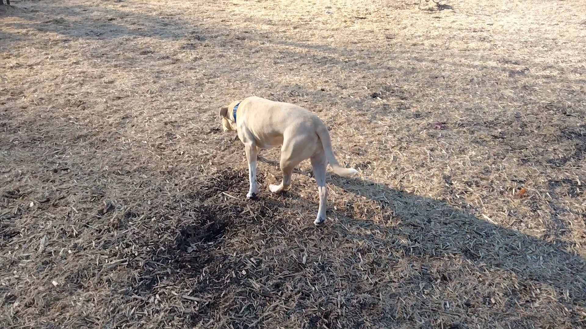 Elsmere Dog Park - Elsmere, DE