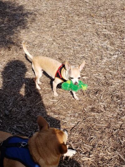 Elsmere Dog Park - Elsmere, DE