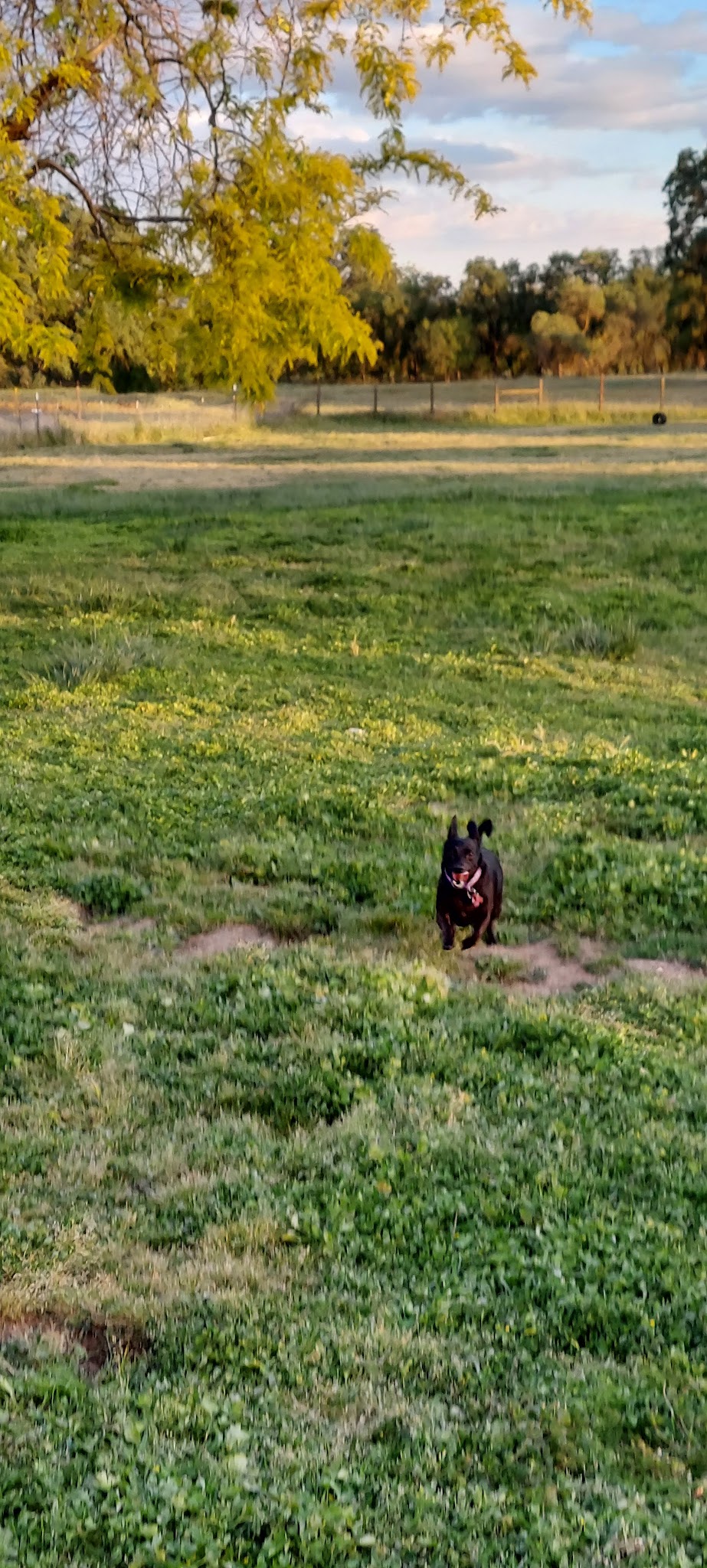 Gibson Ranch Dog Park - Elverta, CA