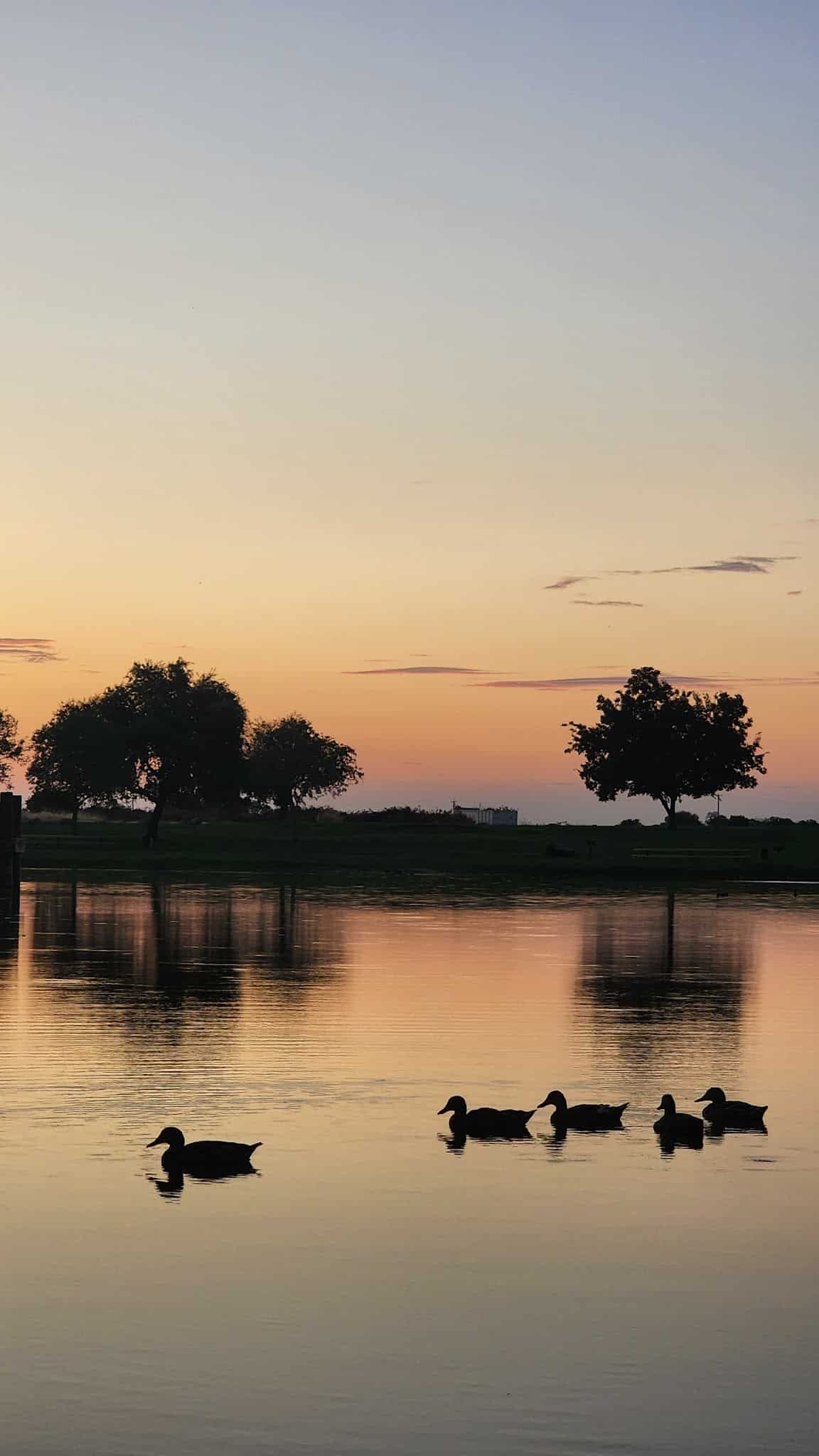 Gibson Ranch Dog Park - Elverta, CA