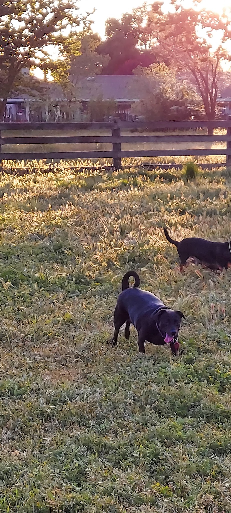 Gibson Ranch Dog Park - Elverta, CA