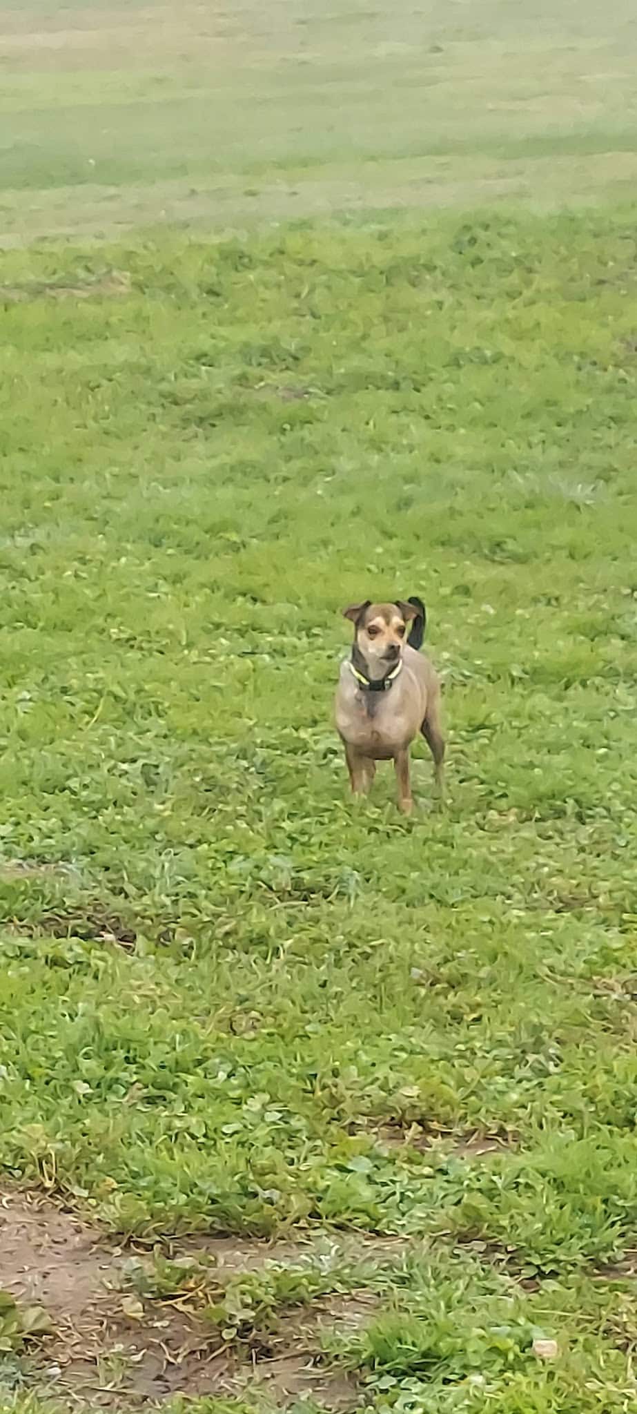 Gibson Ranch Dog Park - Elverta, CA