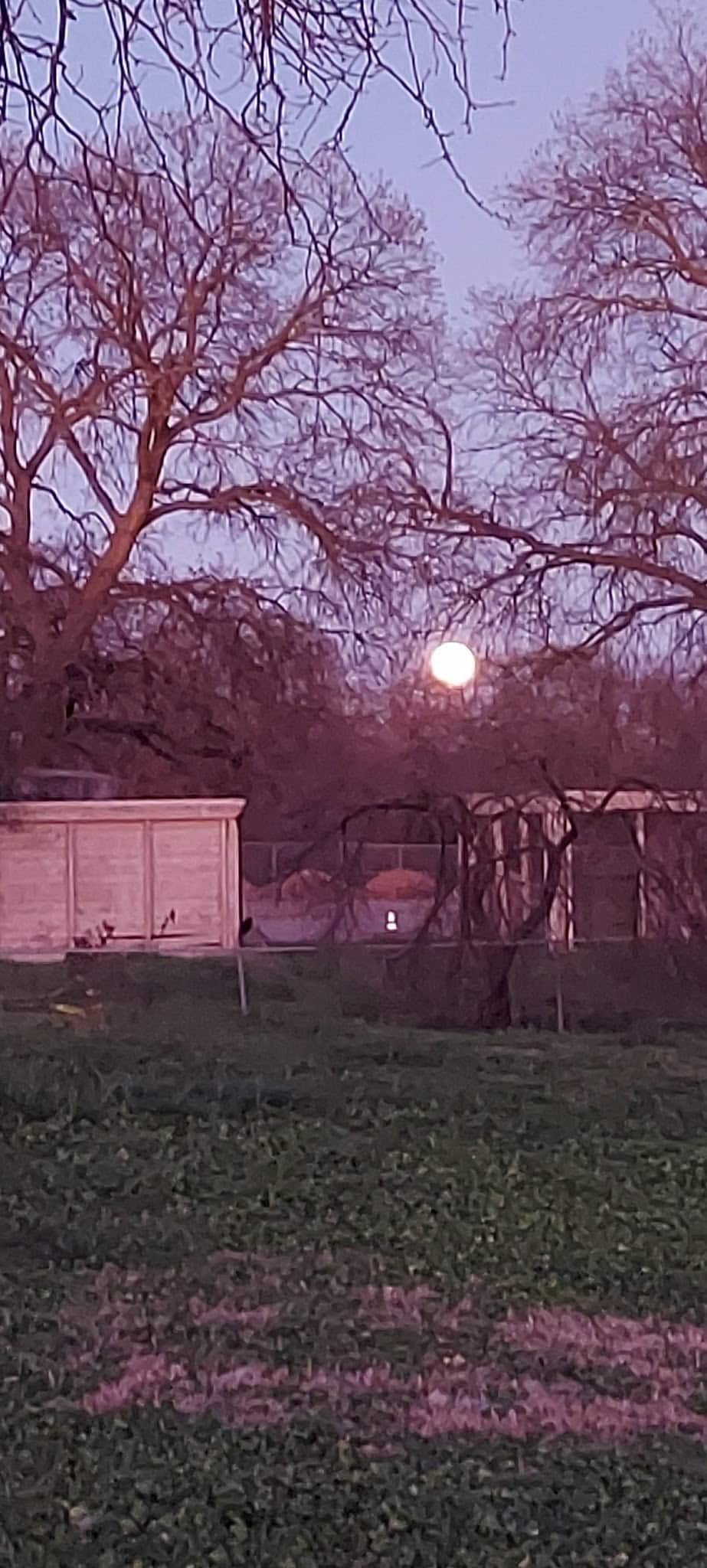 Gibson Ranch Dog Park - Elverta, CA