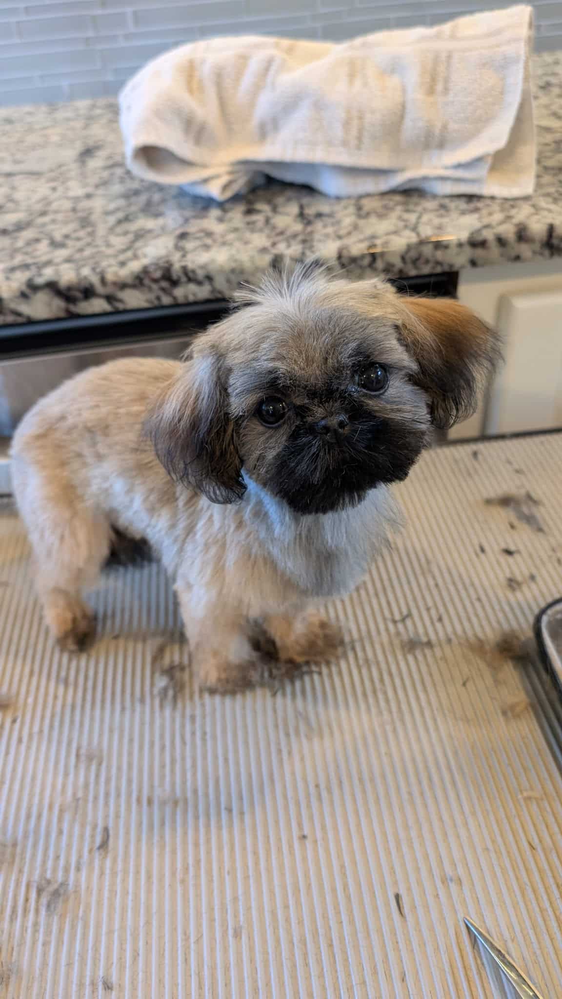 Emma's Mobile Pawz - ,