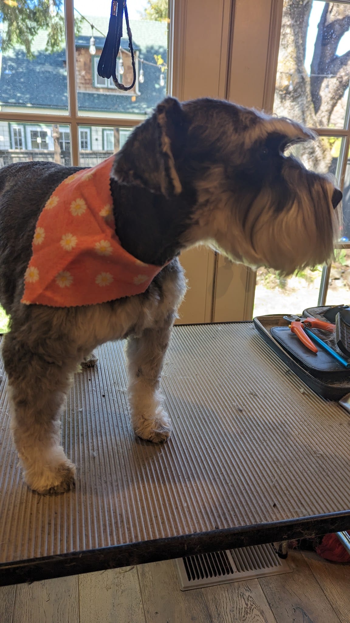 Emma's Mobile Pawz - ,