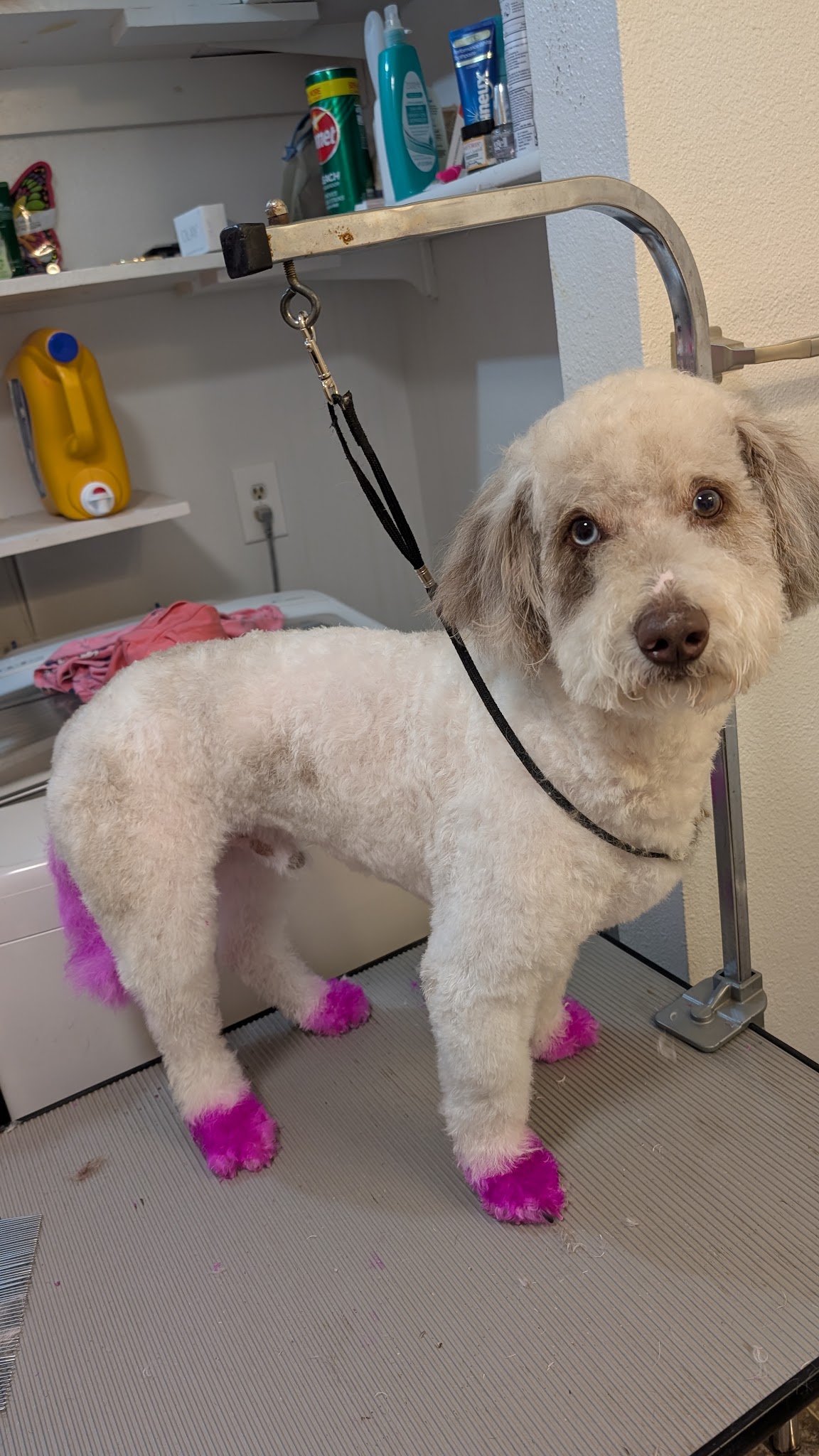 Emma's Mobile Pawz - ,