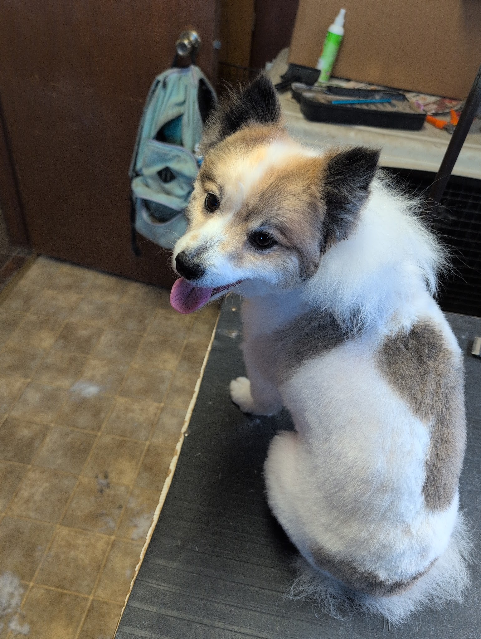 Emma's Mobile Pawz - ,