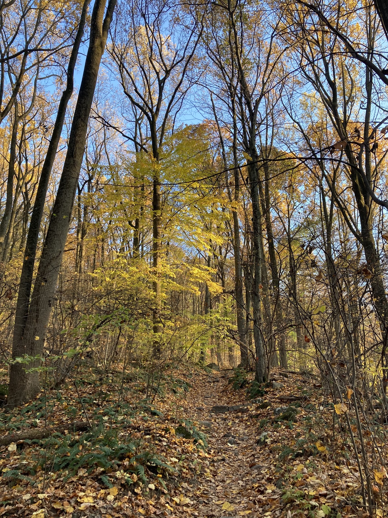Boroline Park - Emmaus, PA