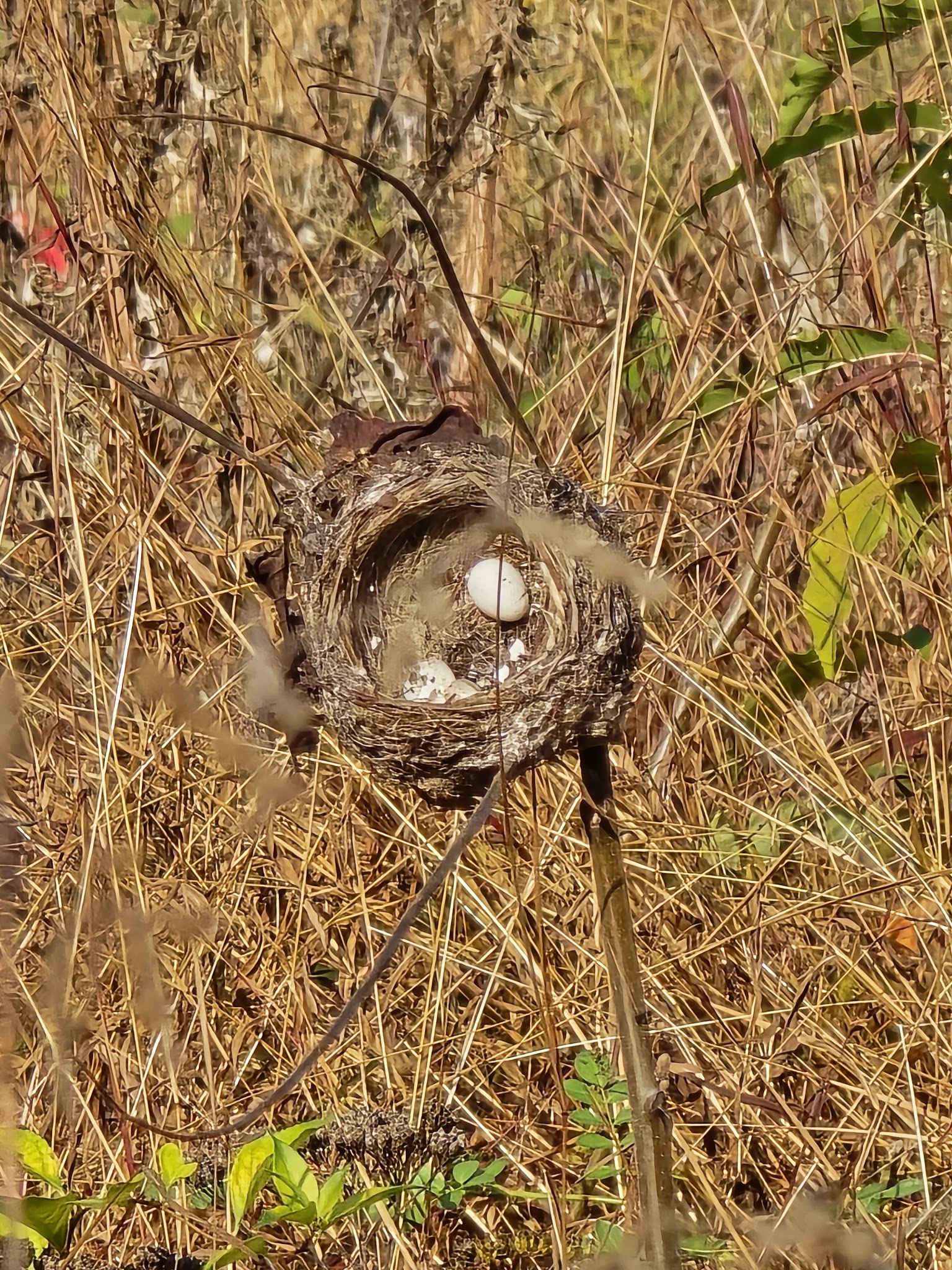 Harold G Fulmer III Nature Preserve - Emmaus, PA