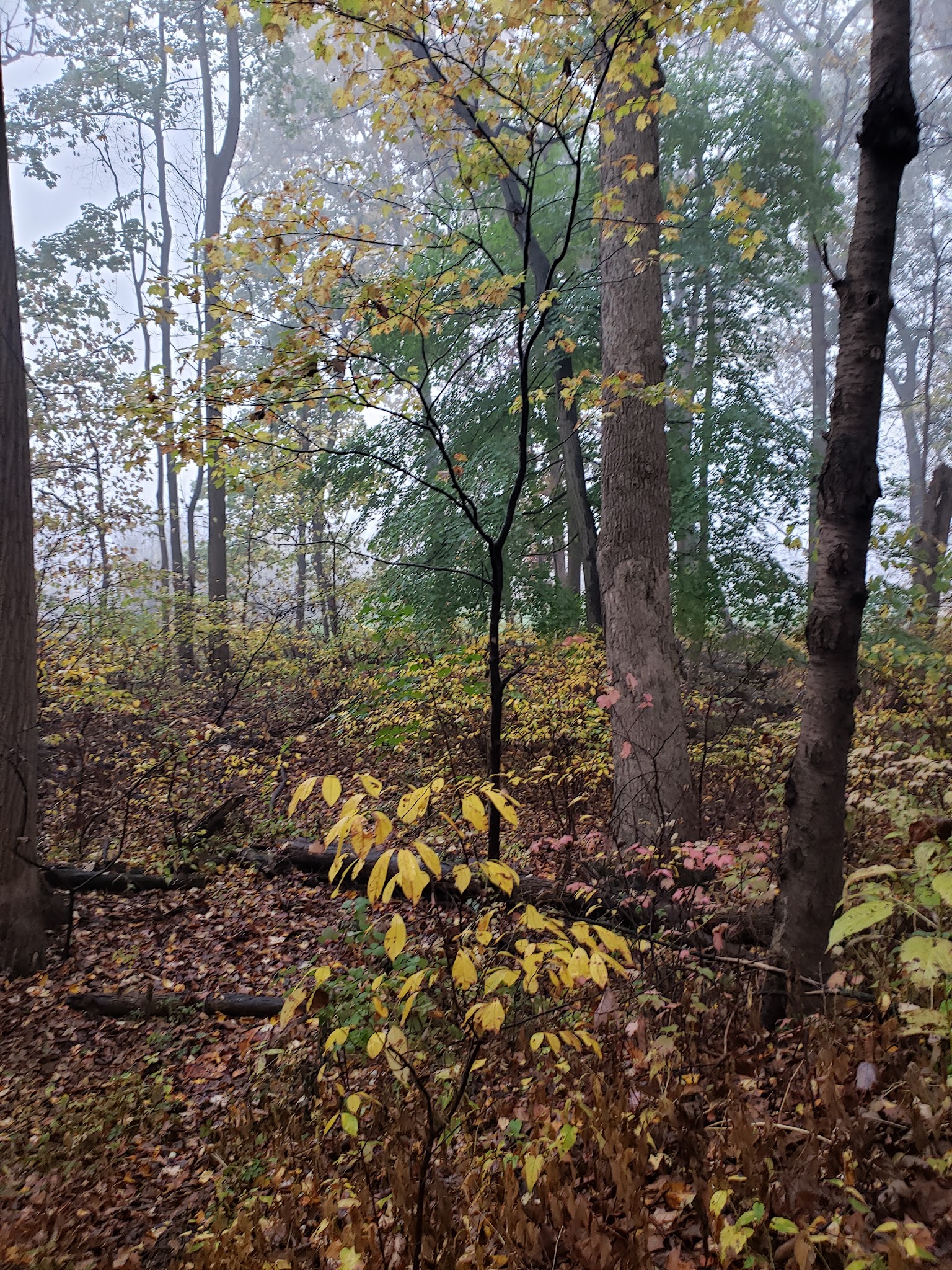 Jasper Park - Emmaus, PA