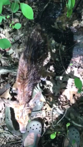 Wildlands Conservancy Buehler Memorial Park - Emmaus, PA