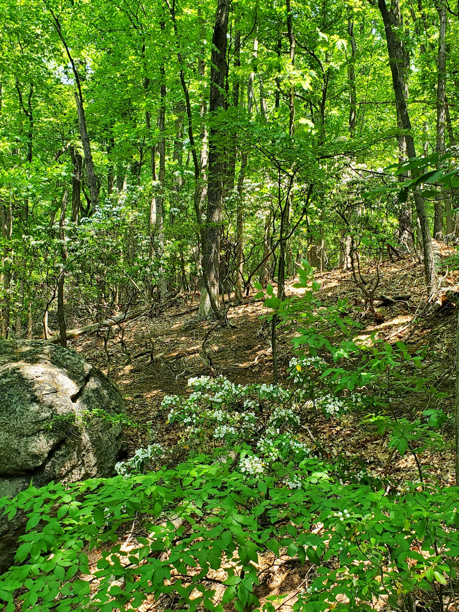 Wildlands Conservancy’s South Mountain Preserve - Emmaus, PA